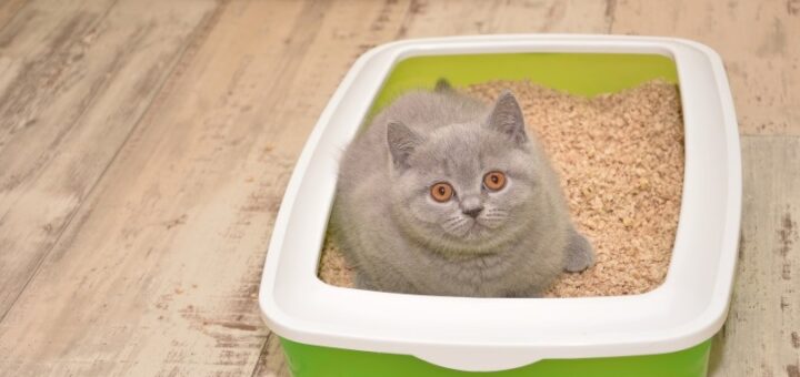 All You Need To Know About Types of Cat Litter